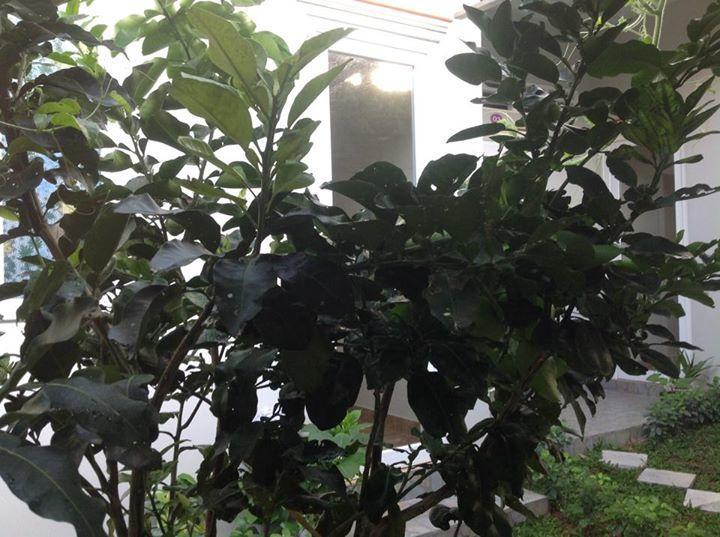 Manh Duyen Garden Homestay Phu Quoc Exterior photo